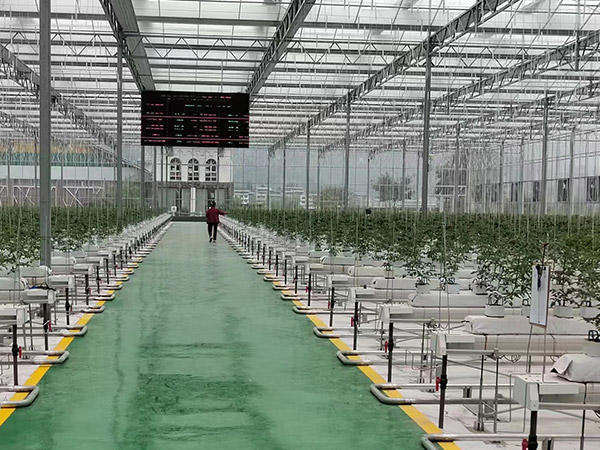 遼寧無土栽培培育
